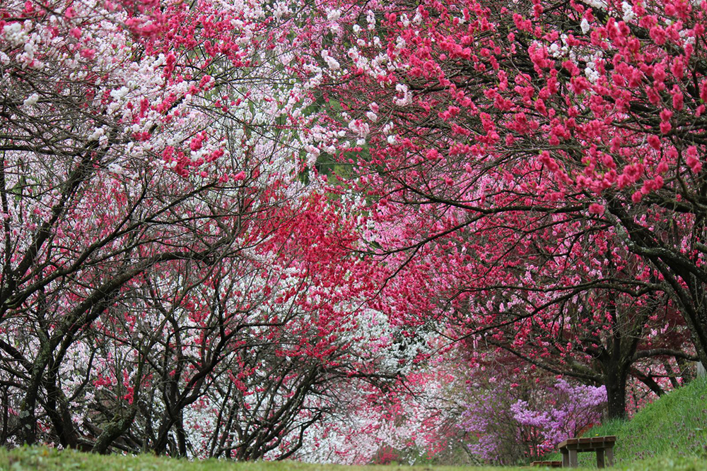 桜だけじゃない 長野県の春の花見と温泉と。