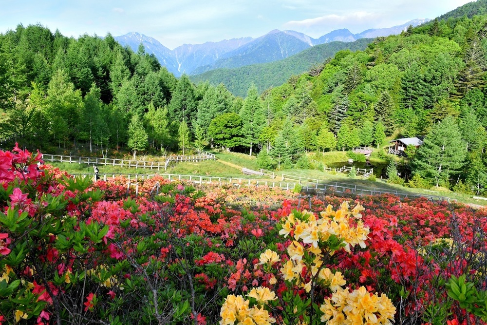 【長野】夏の花スポット・名所・見頃～初夏編～