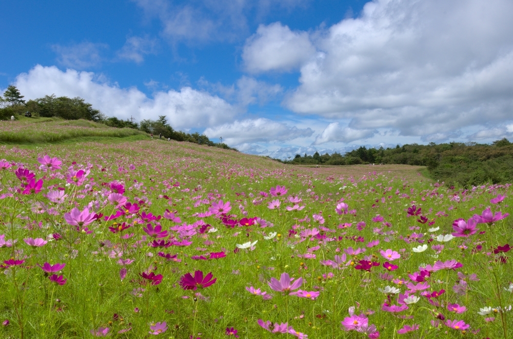 【長野】秋の花スポット・名所・見頃 | Go NAGANO 長野県公式観光サイト