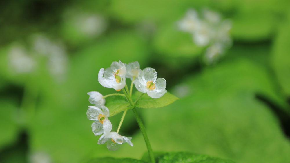 雨の日の特別な花。“スケルトンフラワー”を求めて。濡れると透明になる「サンカヨウ」 観賞スポットと“甘い誘惑”３選！