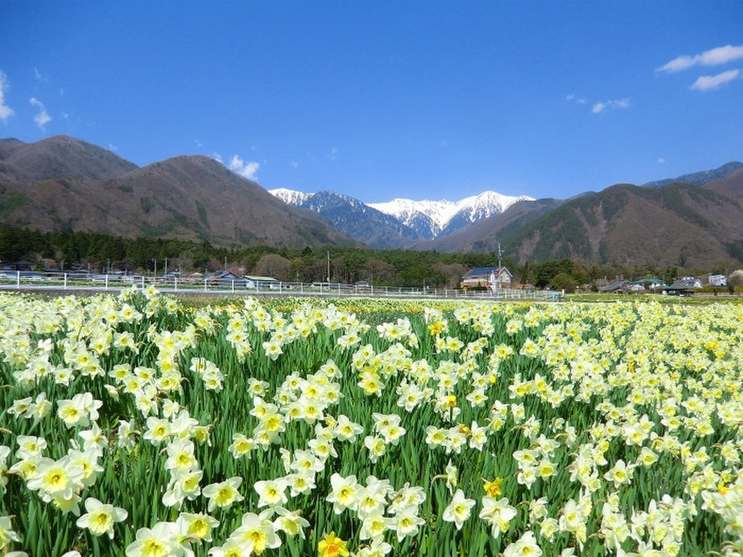 【長野】春の花スポット・名所・見頃