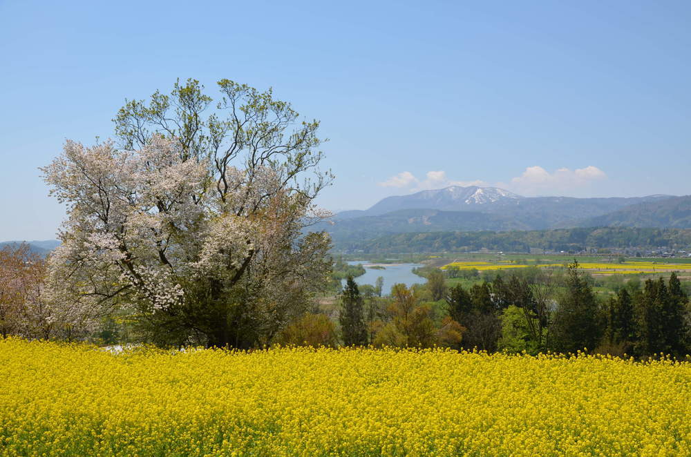 【長野】春の花スポット・名所・見頃