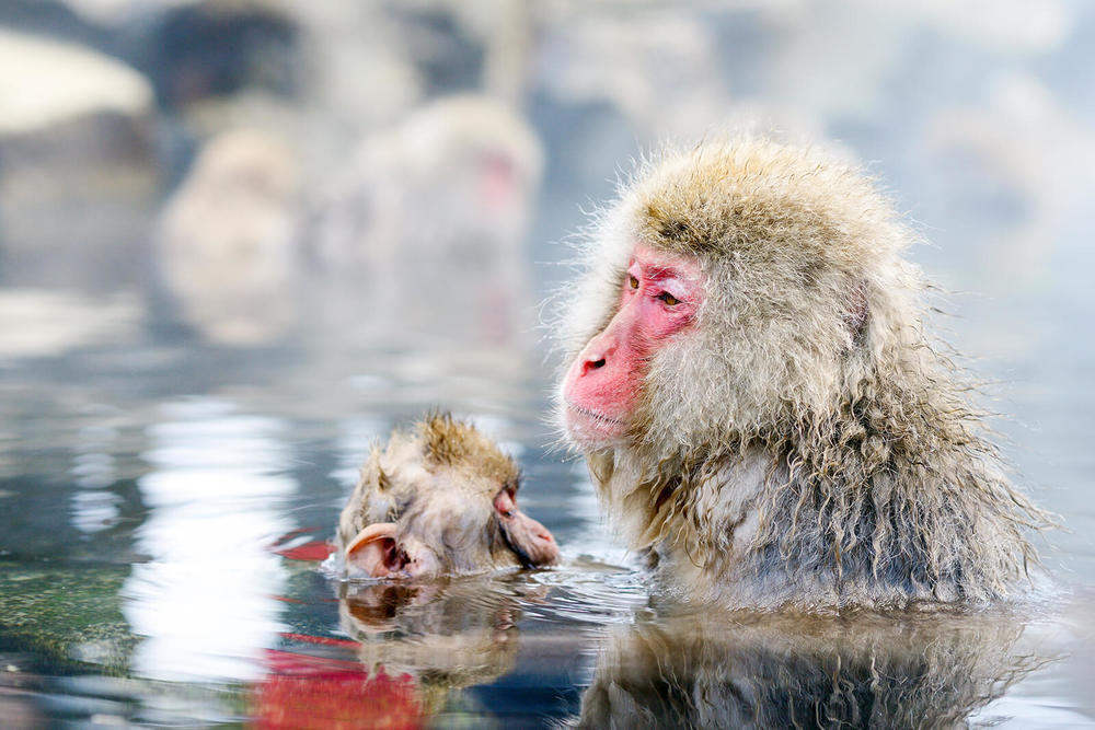 Expedition to the Snow Monkeys (The ‘How-To’)
