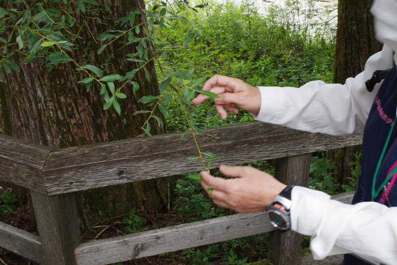 a guide holds a tree branch and points to its leaves