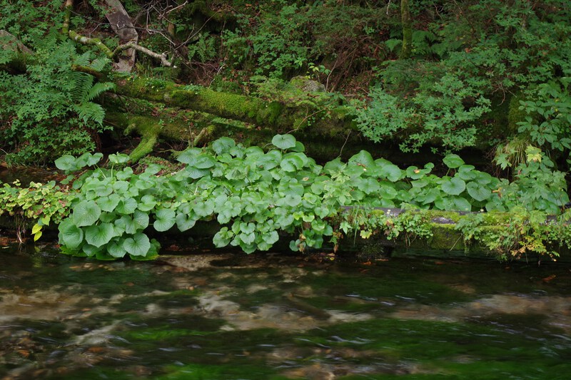 a patch of greenery floats above the surface of a small stream