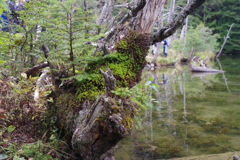 species of moss growing on a barren tree trunk