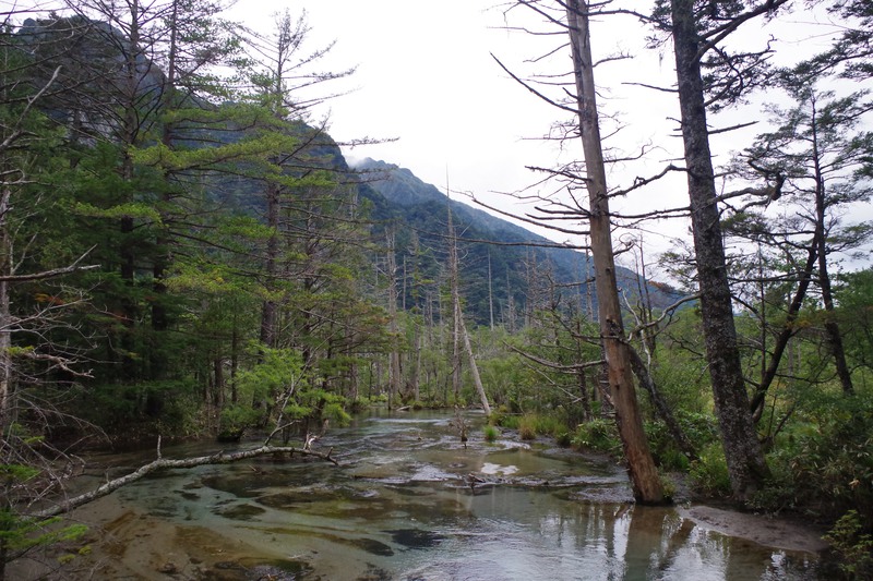 A marsh with crystal clear waters surrounded by trees, some of which are barren