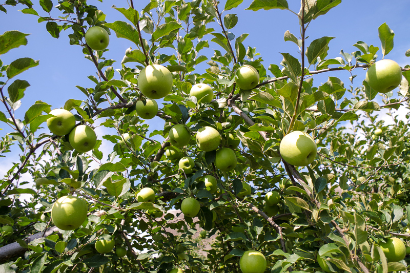 apple orchard