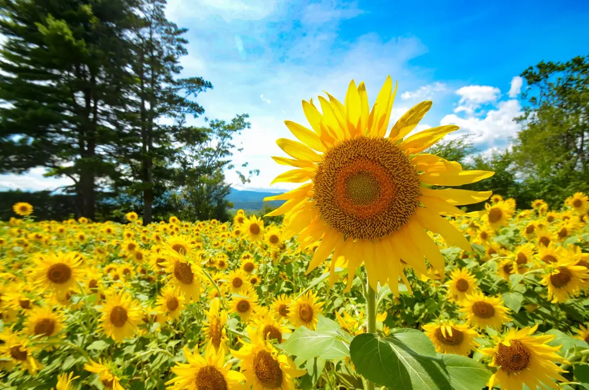 夏のお出かけにおすすめ！長野県のひまわり畑6カ所をピックアップ