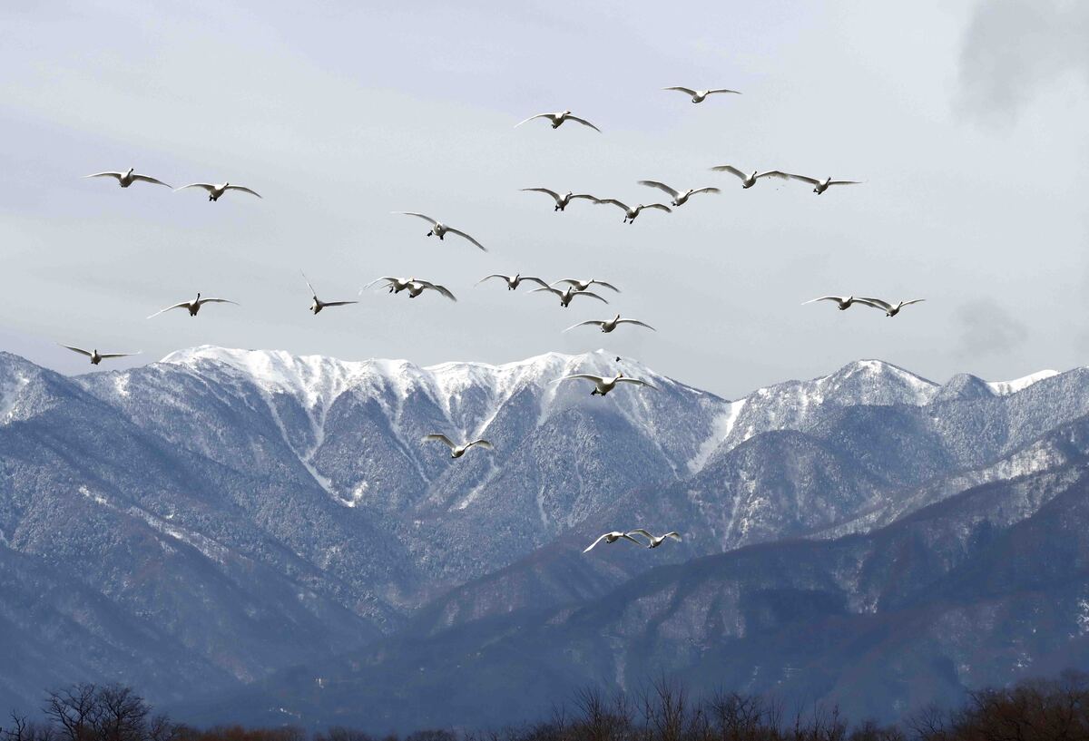 冬の白い訪問者！――ハクチョウが訪れ冬を過ごす犀川白鳥湖と御宝田遊水池