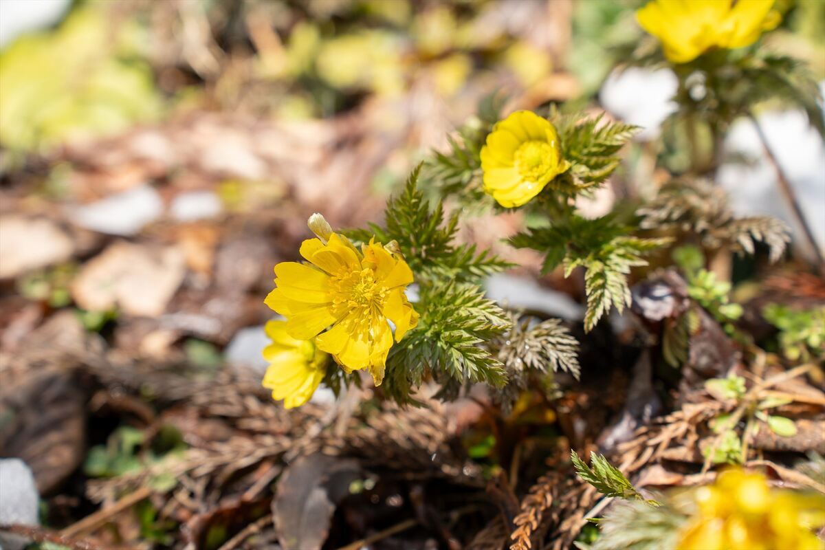 【長野県】春を告げる花「福寿草」の名所｜見頃やアクセス、福寿草まつりの情報まとめ