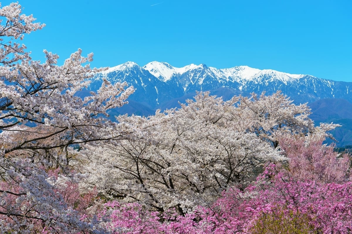 【2026年最新版！】長野県の桜名所・スポット15カ所