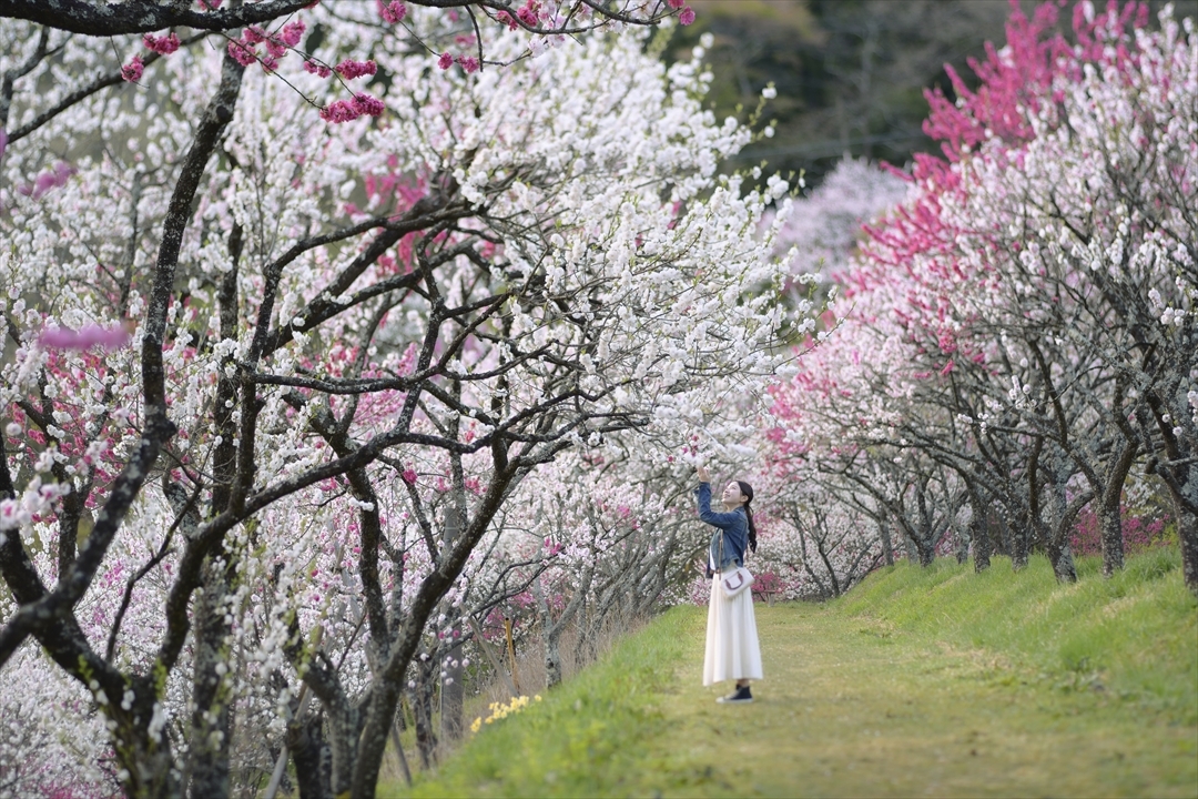 南信州を巡る春の観光モデルコース｜花桃・温泉・アクティビティと充実の2泊3日旅