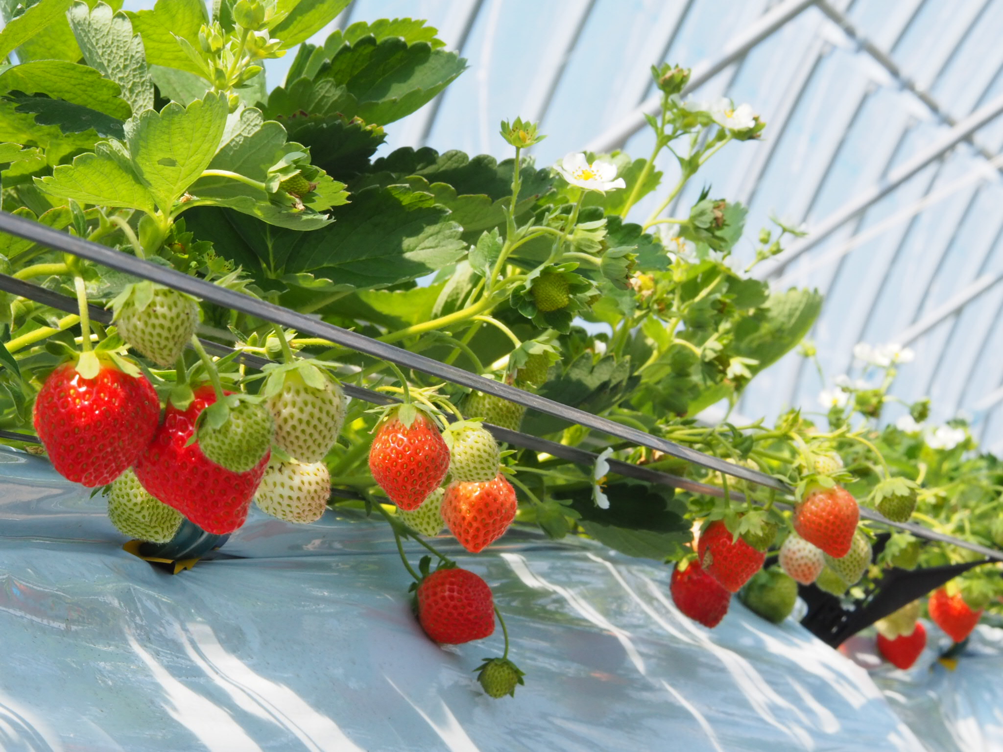 a trough of strawberry bushes in a greenhouse