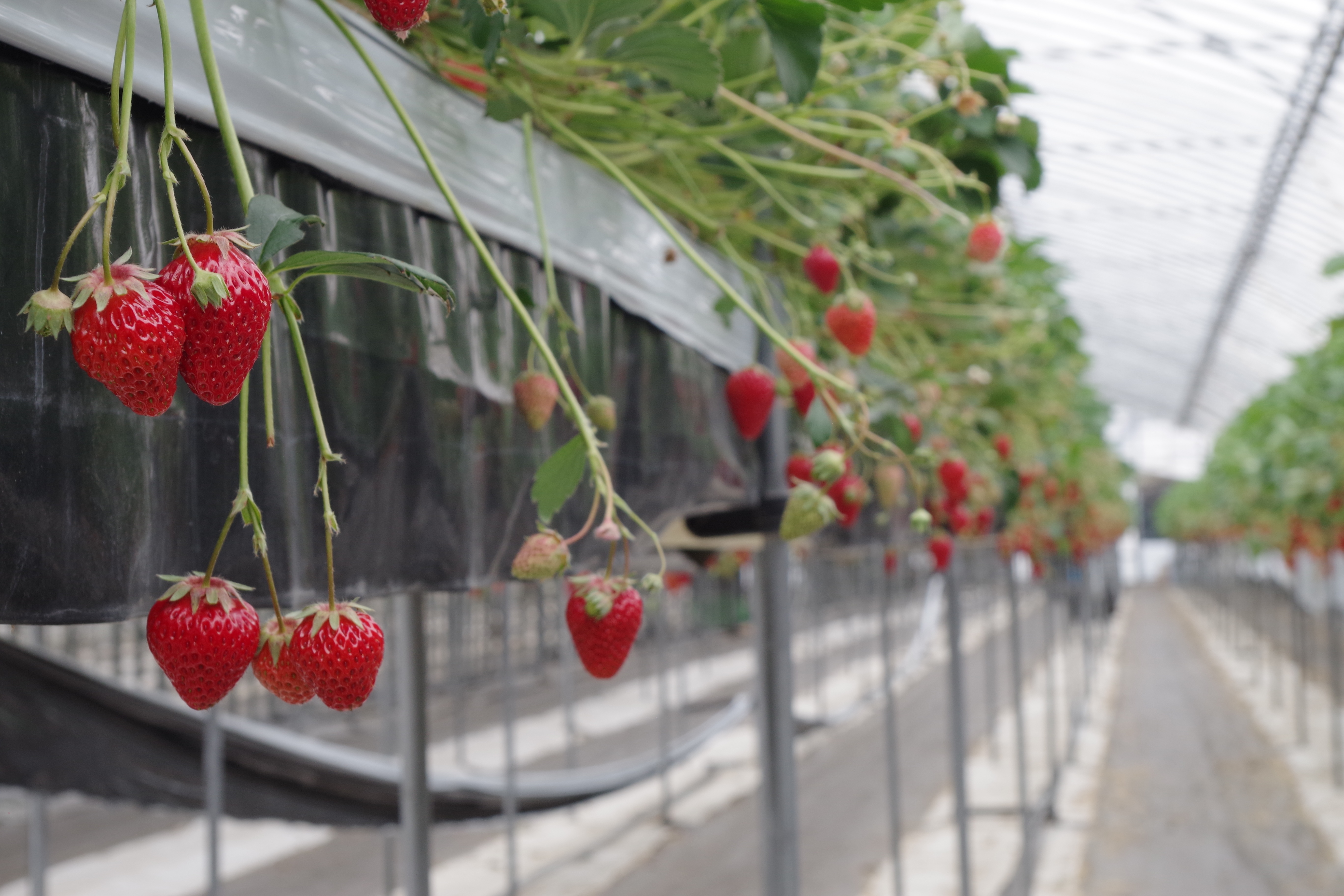 strawberries hang from a greenhouse trough