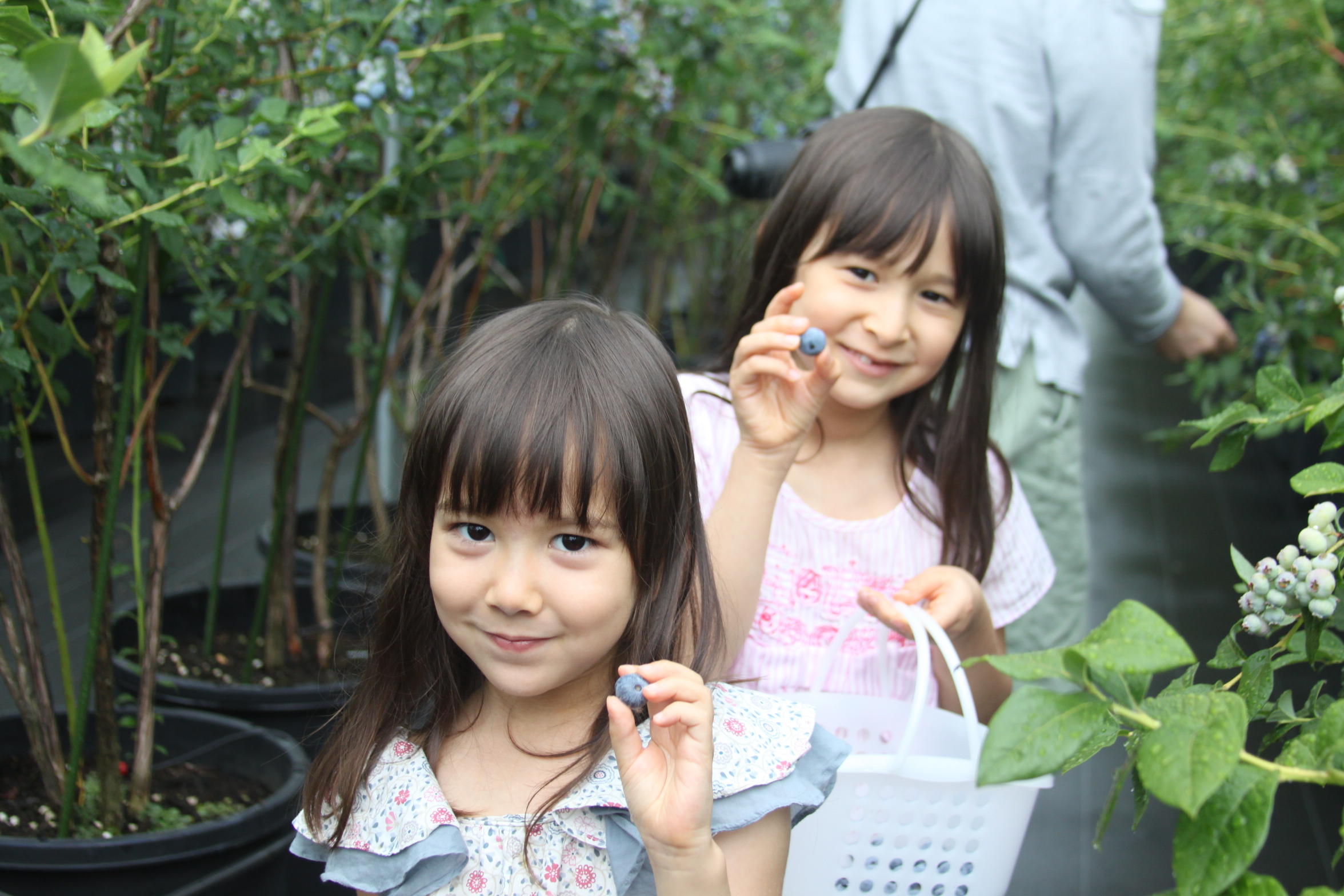 two girls picking blueberries