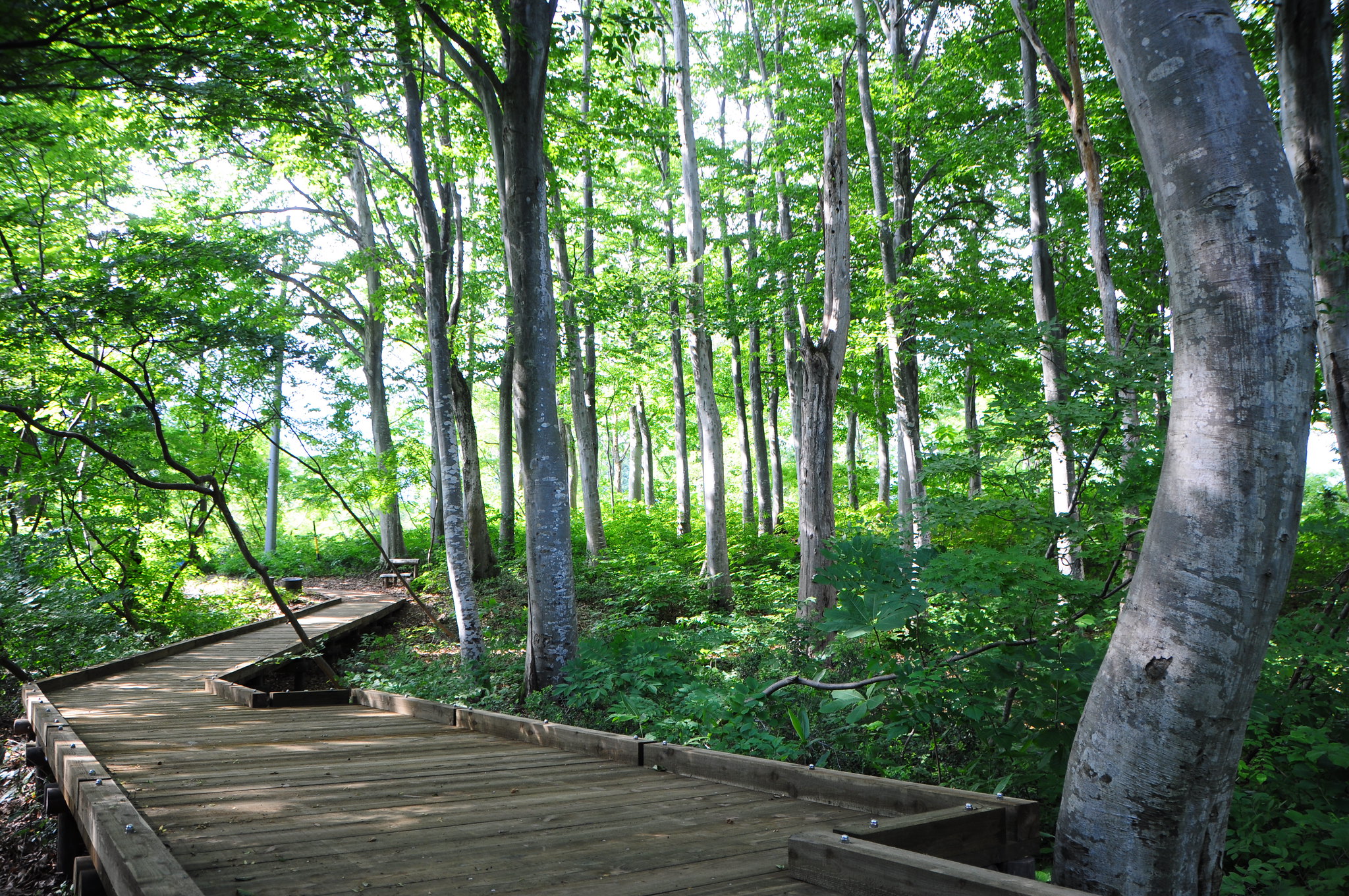 A wooden boardwalk meanders through a forest of beech trees